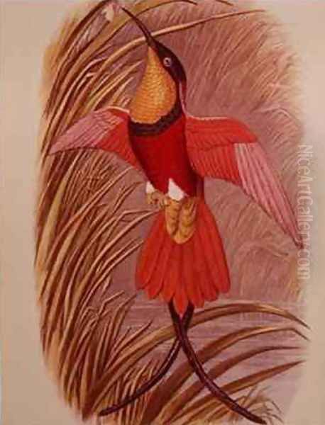 Humming Bird Crimson Topaz Oil Painting by John Gould