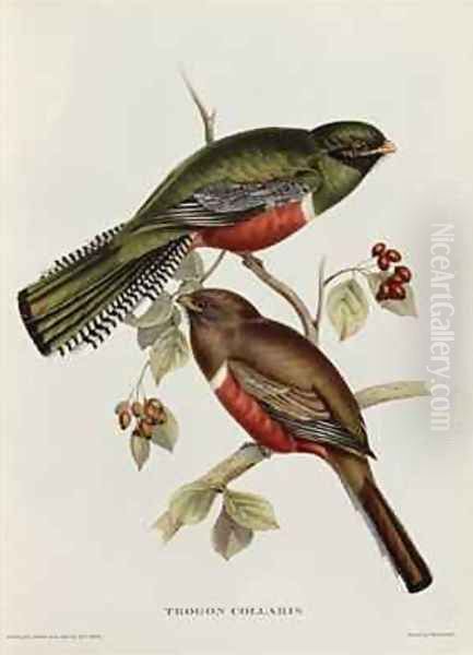 Trogon Collaris Oil Painting by John Gould