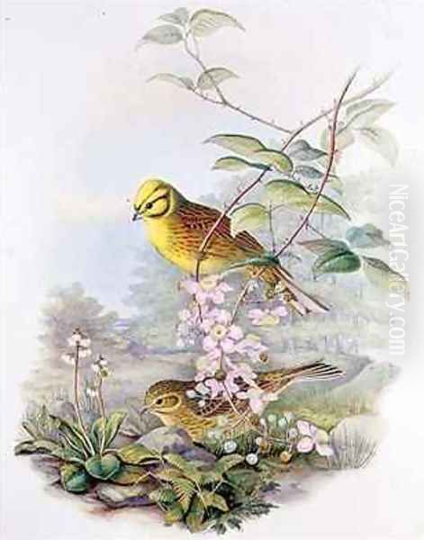 Yellowhammer Oil Painting by John Gould