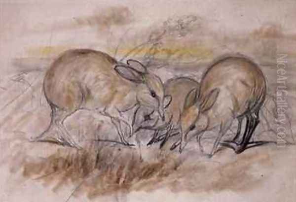 Pig Footed Bandicoot Oil Painting by John Gould