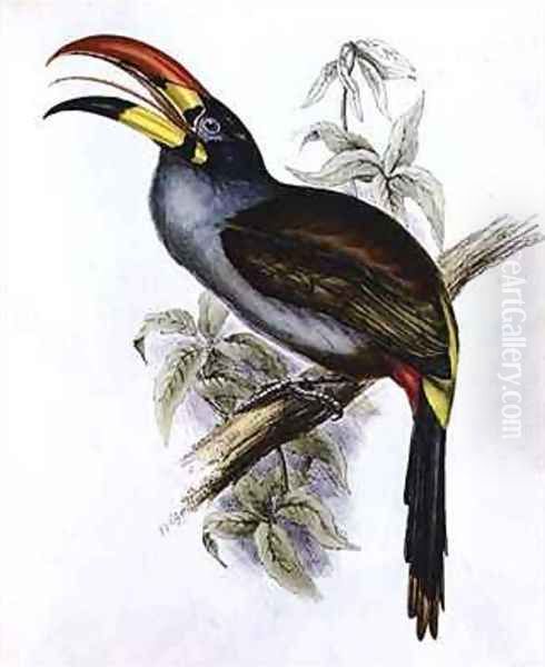 Pteroglossus Hypoglaucus from Tropical Birds Oil Painting by John Gould