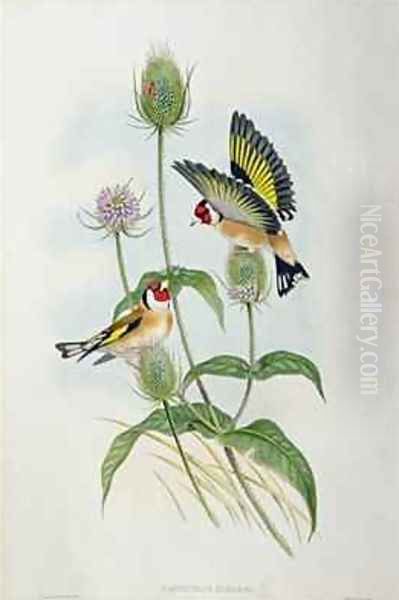 Goldfinch Carduelis Elegans Oil Painting by Gould, John & Richter, H.C.