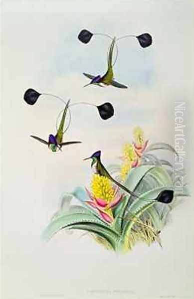 Hummingbird Oil Painting by Gould, John & Richter, H.C.