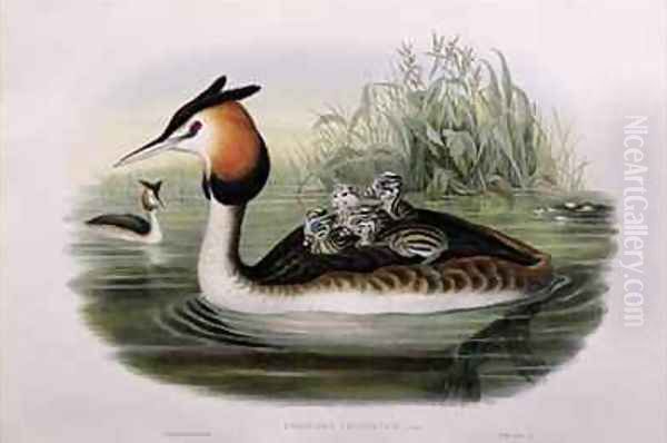 Great Crested Grebe Oil Painting by Gould, John & Richter, H.C.