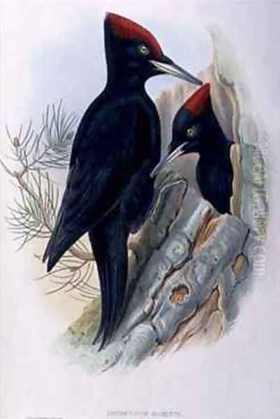 Great Black Woodpecker Dryocopus Martius Oil Painting by Gould, John & Richter, H.C.