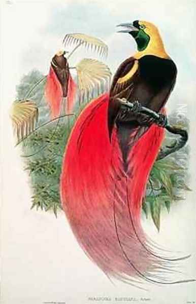 Bird of Paradise Oil Painting by Gould, John & Hart, William