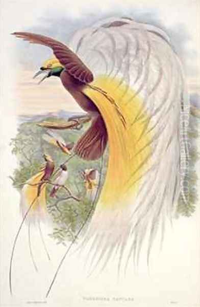 Bird of Paradise from Birds of New Guinea Oil Painting by Gould, John & Hart, William