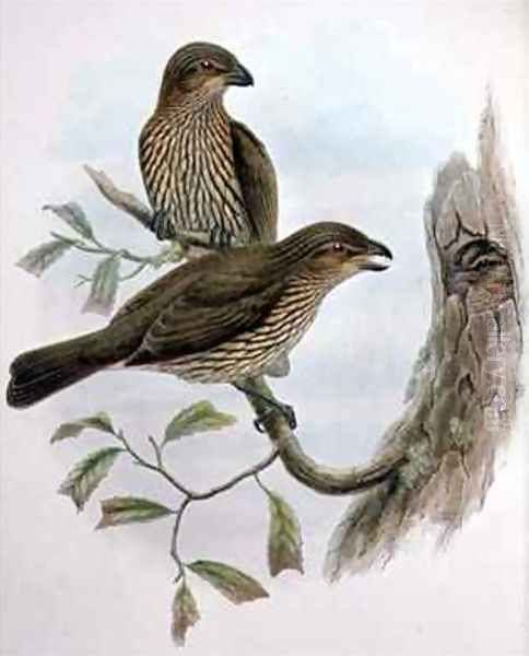 Ailuroedus Dentirostris Tooth billed Catbird Oil Painting by Gould, John & Hart, William