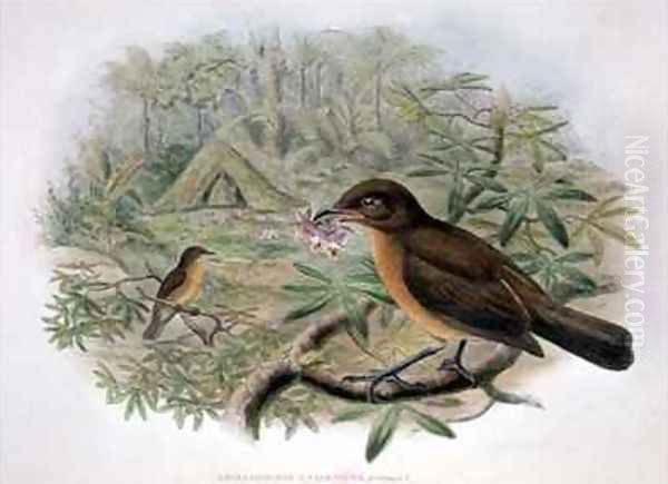 Amblyornis Inornatus Vogelkop Gardener Bowerbird Oil Painting by Gould, John & Hart, William