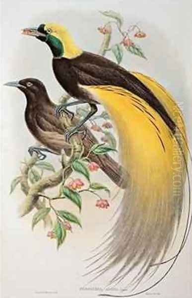 Bird of Paradise Greater Paradisaea Apoda Oil Painting by Gould, John & Hart, William