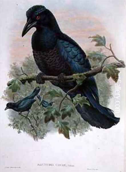 Curl crested Manucode Oil Painting by Gould, John & Hart, William