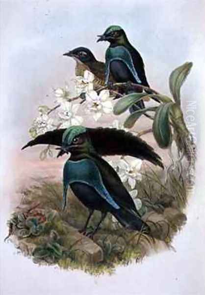 Lophornina Superb Bird of Paradise Oil Painting by Gould, John & Hart, William