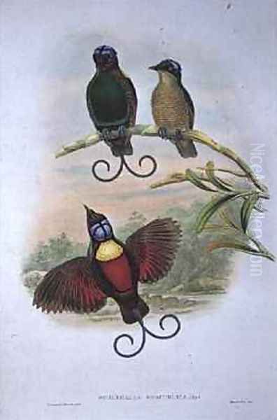 Wilsons Diphyllodes Respuhlica Bird of Paradise Oil Painting by Gould, John & Hart, William