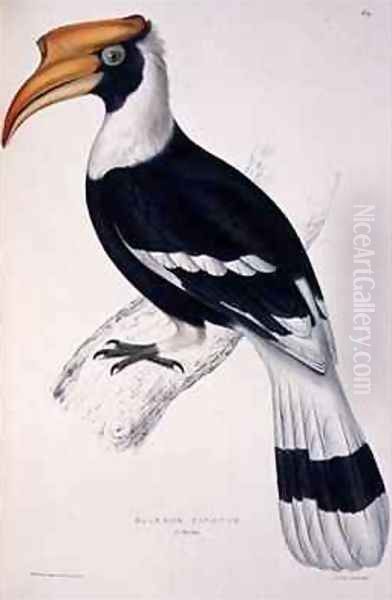 Buceros Cavatus from A Century of Birds from the Himalaya Mountains Oil Painting by Elizabeth Gould