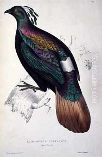 Himalayan Monal Pheasant Oil Painting by Elizabeth Gould