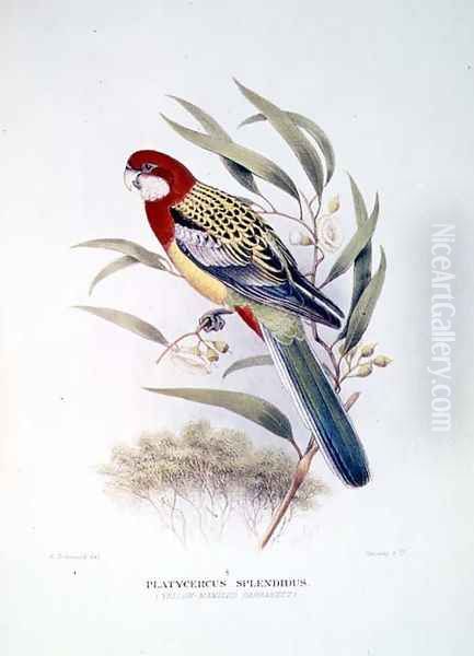 Yellow Mantled Parakeet from Birds of Australia Oil Painting by Hendrik Gronvold