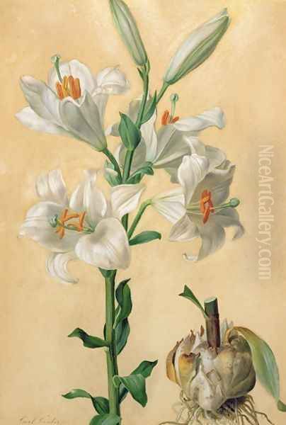 White Lily Amaryllis Candidum Oil Painting by Carl Franz Gruber