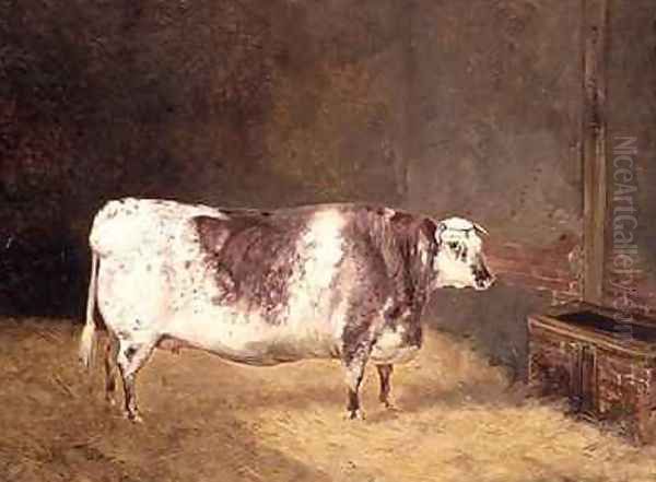 Shorthorn Cow Oil Painting by John Goode