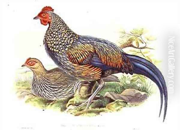 Two Asian pheasants Gallus Sonneratii Oil Painting by John Gould