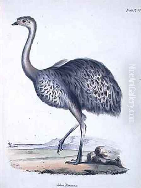 Rhea darwinii Oil Painting by John Gould