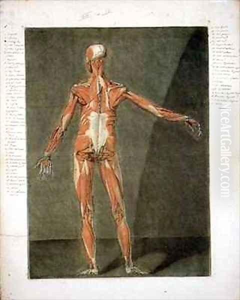 Superficial Muscular System of the Back of the Body 2 Oil Painting by Arnauld Eloi Gautier DAgoty