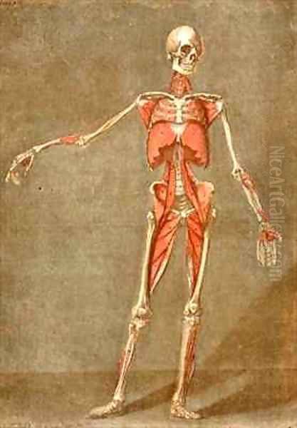 Deep Muscular System of the Front of the Body Oil Painting by Arnauld Eloi Gautier DAgoty