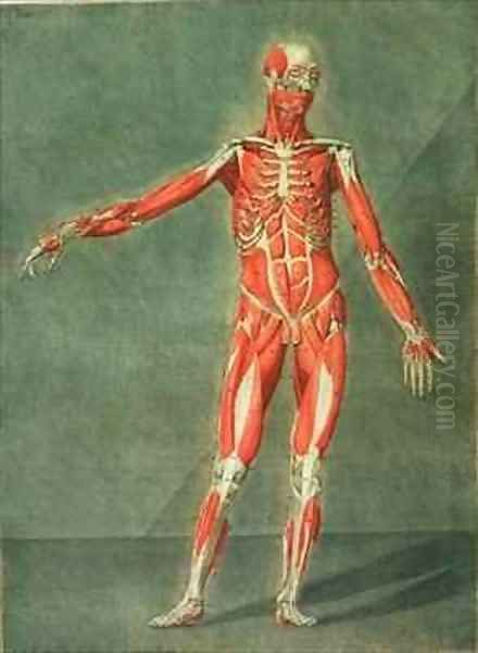 Superficial Muscular System of the Front of the Body Oil Painting by Arnauld Eloi Gautier DAgoty