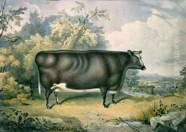 The Cottesmore Prize Heifer Oil Painting by James William Giles