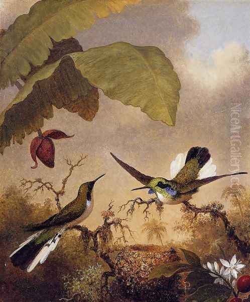 Black Eared Fairy Oil Painting by Martin Johnson Heade