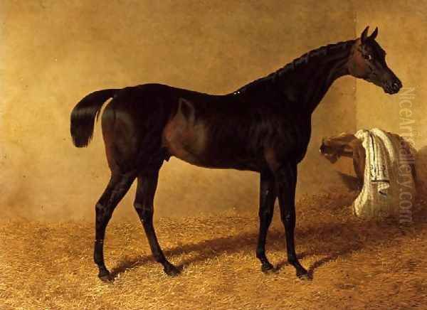 'Dr Syntax', a dark bay racehorse in a loose box Oil Painting by John Frederick Herring Snr