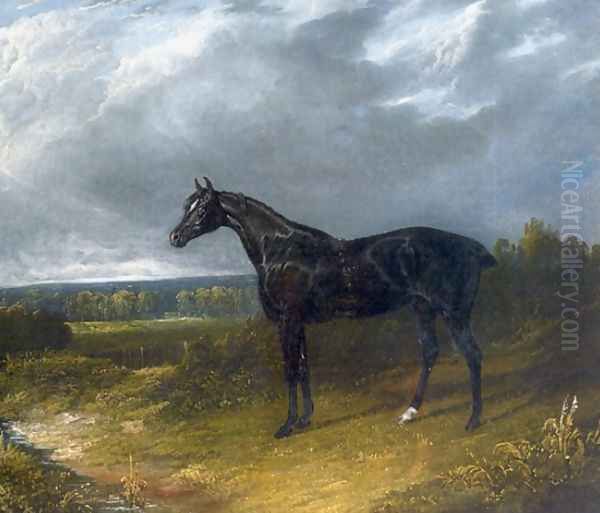 Black Stallion in a Field Horse Oil Painting by John Frederick Herring Snr