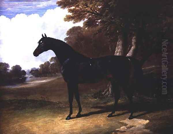 Gaucus, a dark bay horse in a wooded landscape Oil Painting by John Frederick Herring Snr