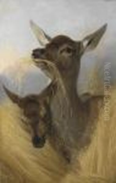 A Red Deer And Faun In A Field Of Oats Oil Painting by Richard Ansdell