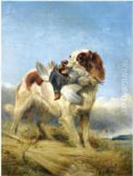 An English Setter Retrieving Partridge Oil Painting by Richard Ansdell