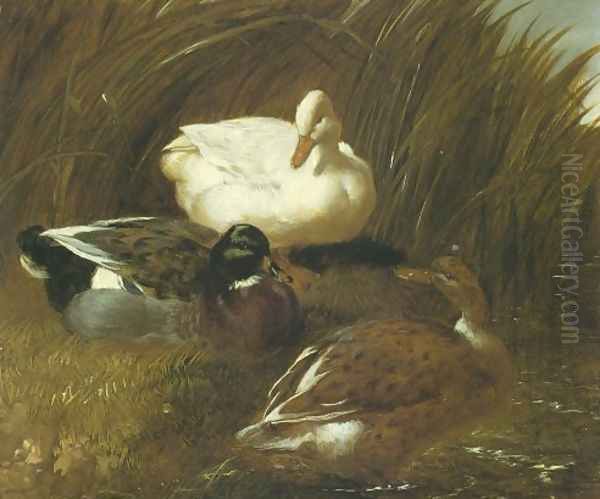 Ducks Beside A Stream 1851 Oil Painting by John Frederick Herring Snr