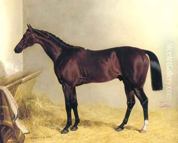 Bay Colt Don John 1838 Oil Painting by John Frederick Herring Snr