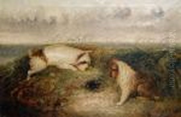 Terriers Rabbiting Oil Painting by George Armfield