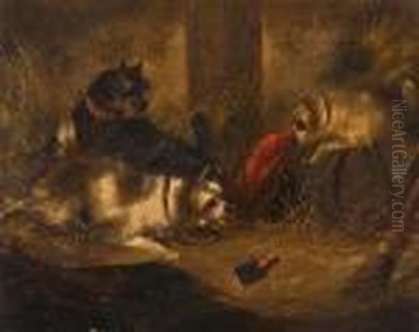 Three Terriers In A Barn Oil Painting by George Armfield