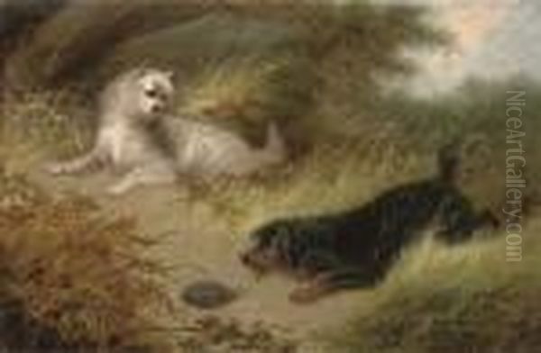 Inquisitive Terriers With A Hedgehog Oil Painting by George Armfield