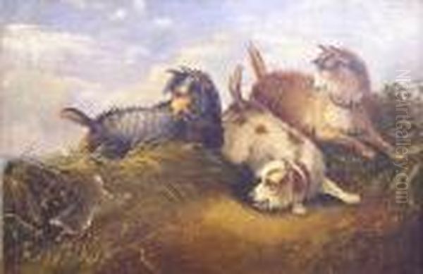 Gone To Ground - Terriers By A Rabbit Hole Oil Painting by George Armfield