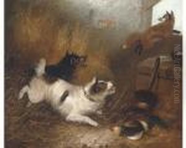 Terriers Chasing A Fox In A Barn Oil Painting by George Armfield