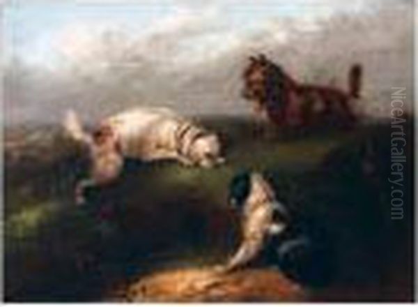 Terriers At A Rabbit Hole Oil Painting by George Armfield