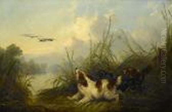 Spaniels Flushing Mallard Oil Painting by George Armfield