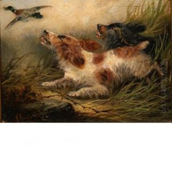 Spaniels Flushing A Mallard Duck Oil Painting by George Armfield