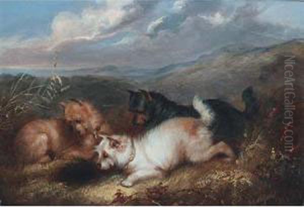 Terriers At A Rabbit Hole Oil Painting by George Armfield