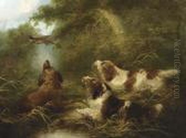 Spaniels Flushing Out A Pheasant Oil Painting by George Armfield