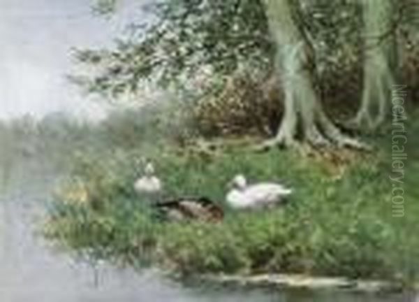 Ducks Resting On A Riverbank Oil Painting by David Adolf Constant Artz