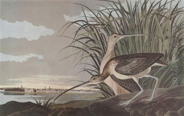 Long-billed Curlew Oil Painting by John James Audubon