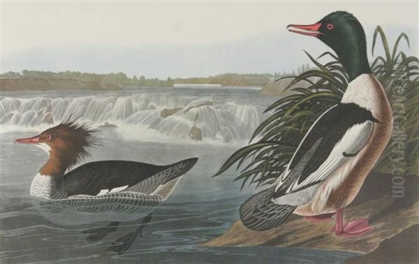 Goosander Oil Painting by John James Audubon