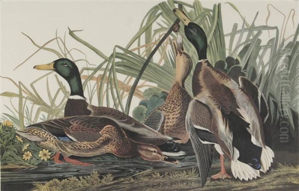 Canvased-back Duck Oil Painting by John James Audubon